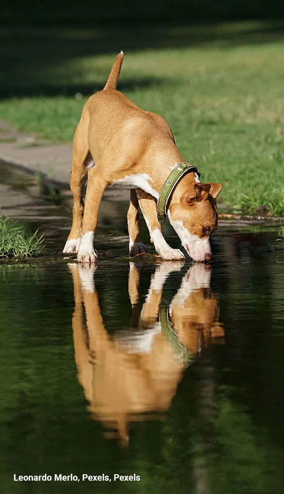 A pitbull dog sniffing its reflection in a puddle on a sunny day in a park