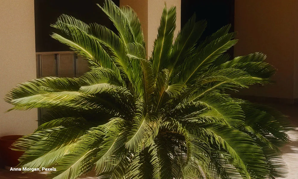 A vibrant palm plant bathed in sunlight indoors