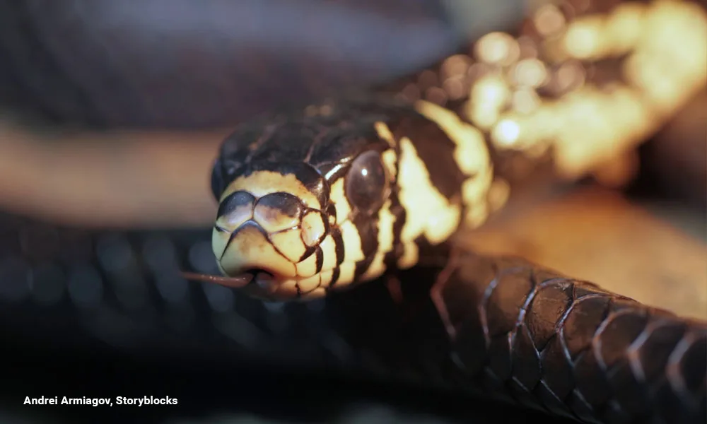 Rat Snake