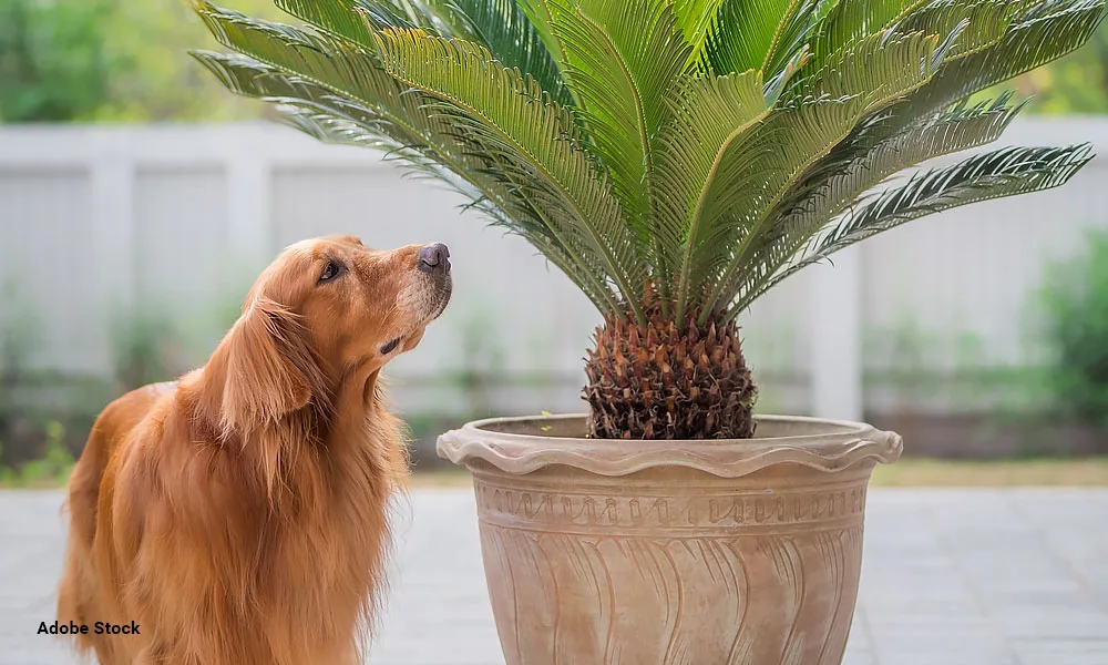 a dog looking at a sago palm