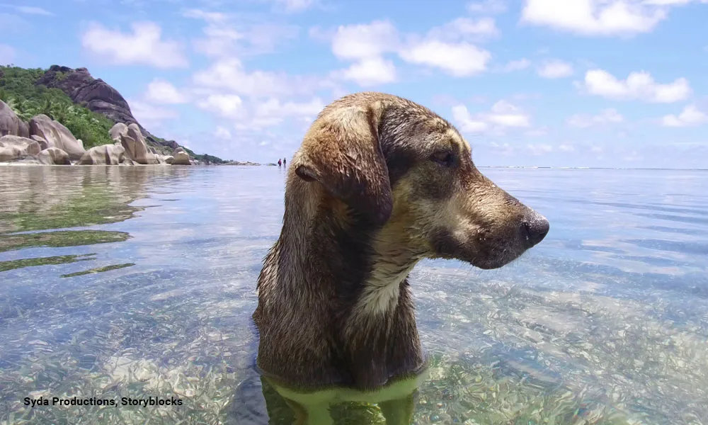 animal and nature concept dog in sea