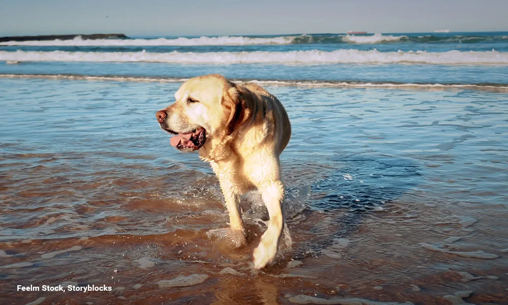 big brown labrador dog running at the beach