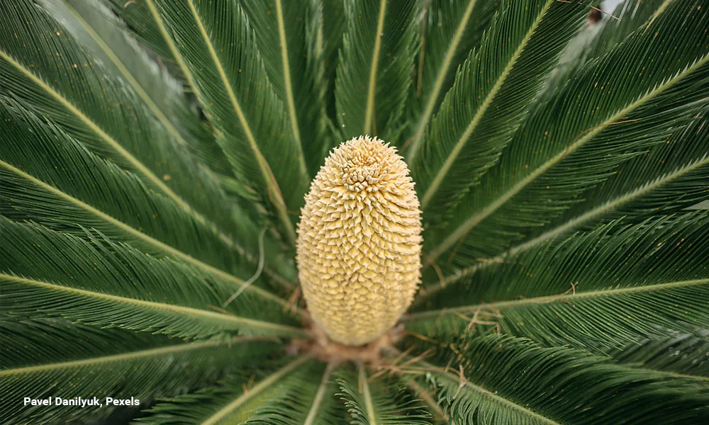 Detailed close-up of a Cycas plant's cone surrounded by lush green leaves