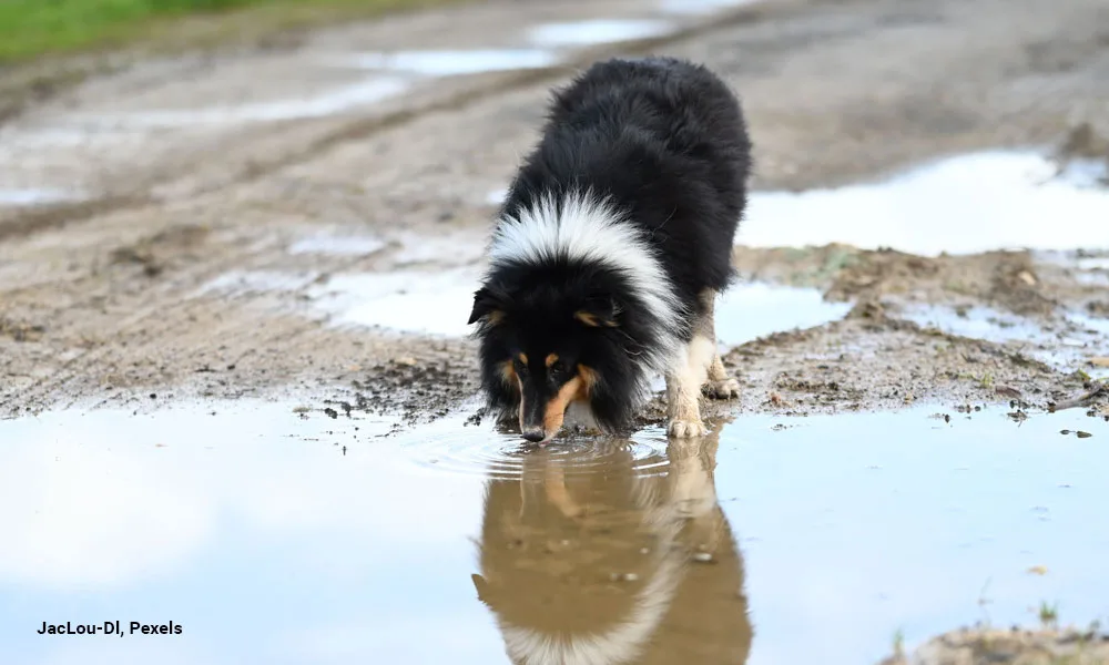 A fluffy collie dog drinking from a muddy puddle along a rural dirt road