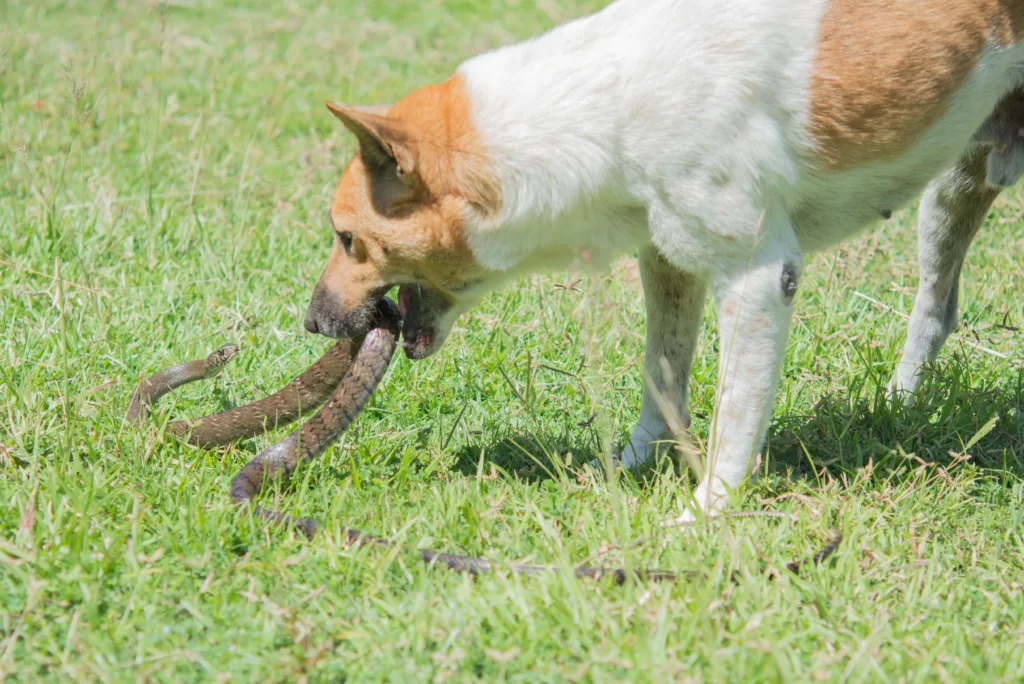 dog fighting with snake