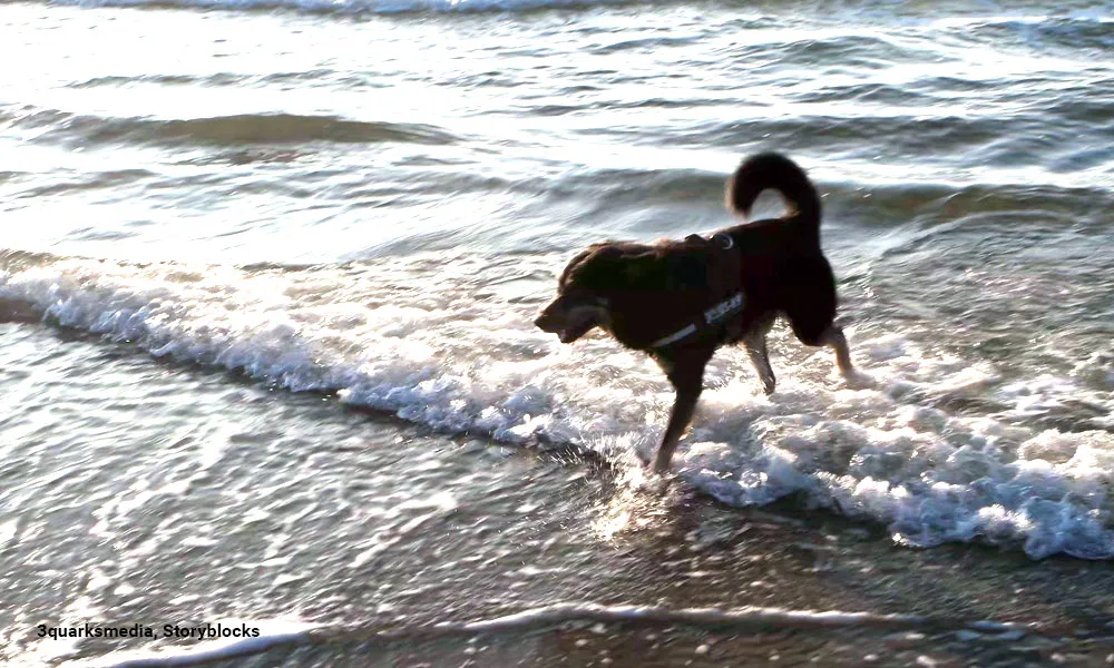 dog in the sea
