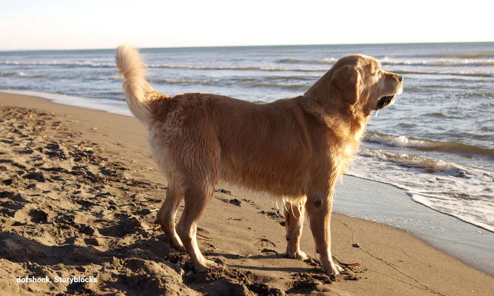 dog on the beach golden retriever