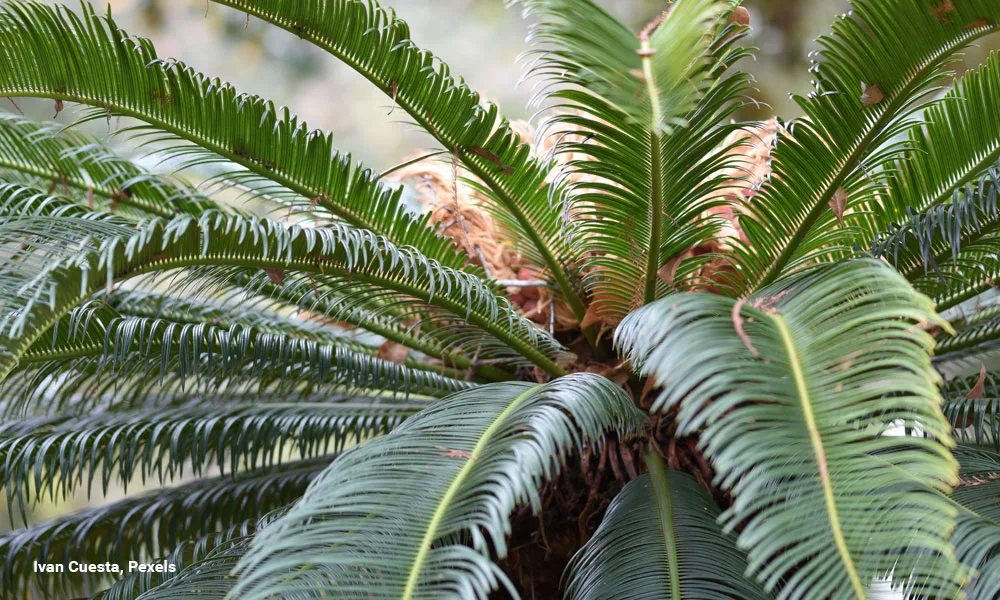 Detailed image of Cycas Revoluta fronds displaying green needle leaves in natural light.