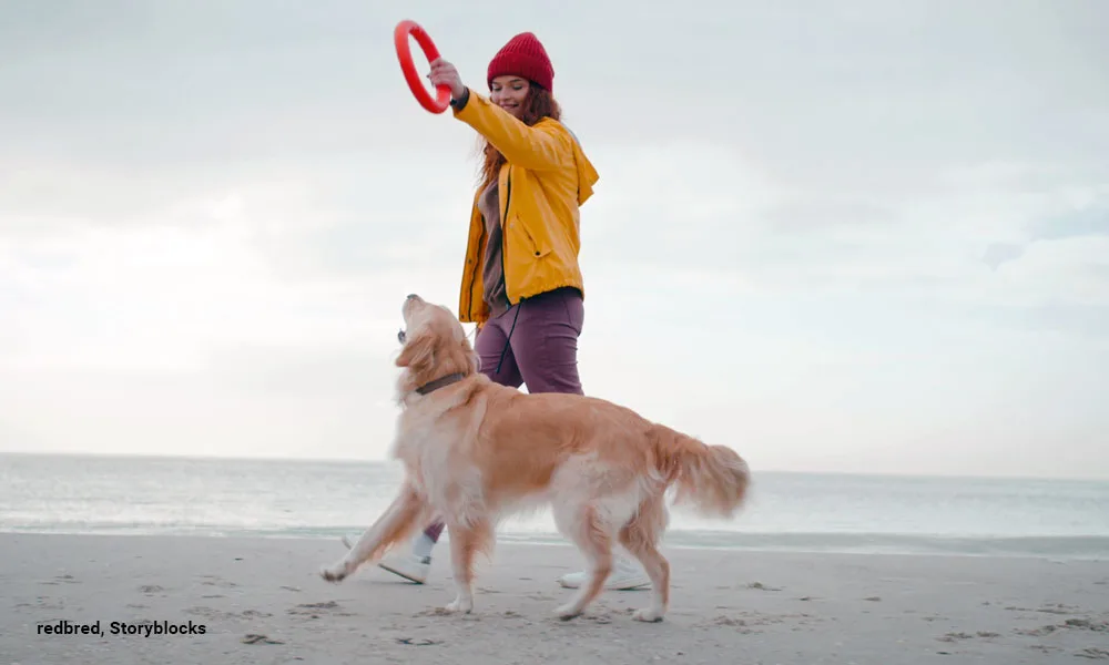 joyful woman plays with golden retriever pulling rubber ring