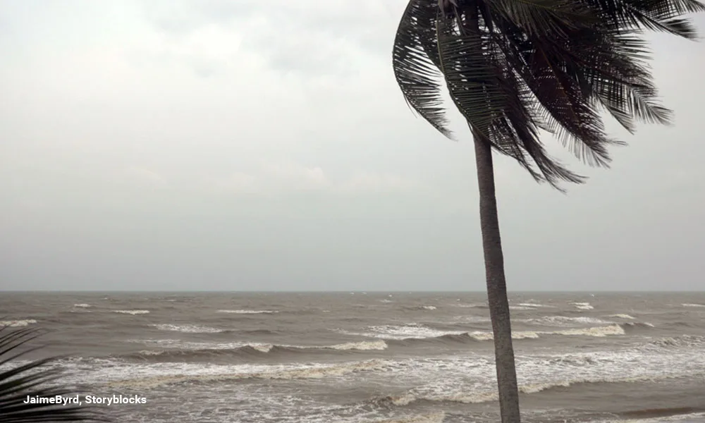 strong winds blow through a palm tree