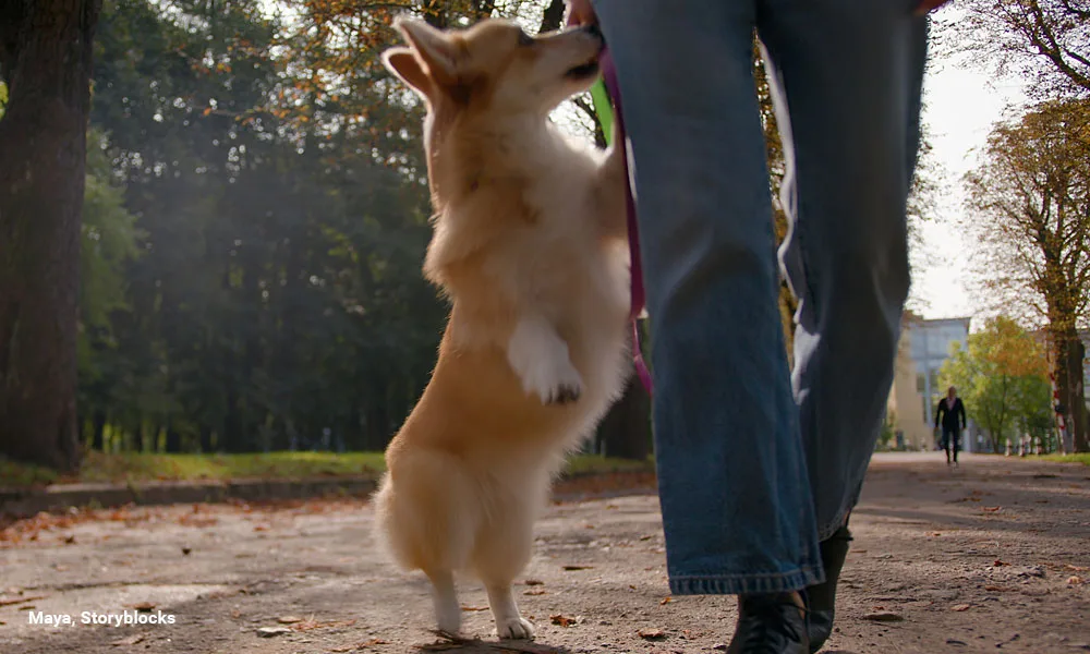 Closeup Legs Woman Walk With Cute Dog Little Welsh Corgi On Leash