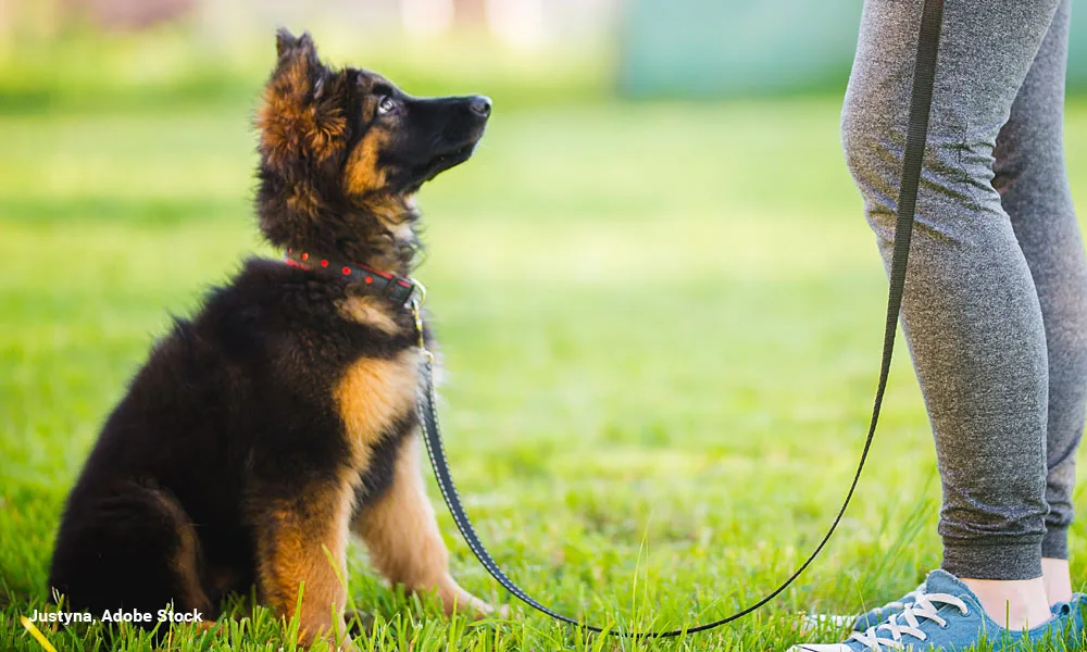German shepherd puppy during a training session in a puppy school