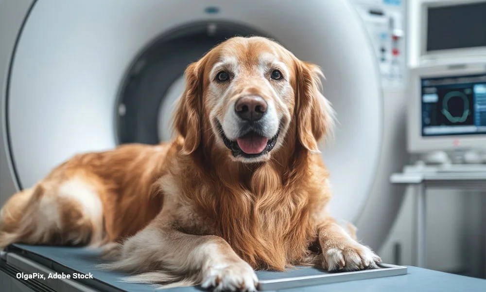 Golden Retriever resting on a CT scan table in a veterinary clinic