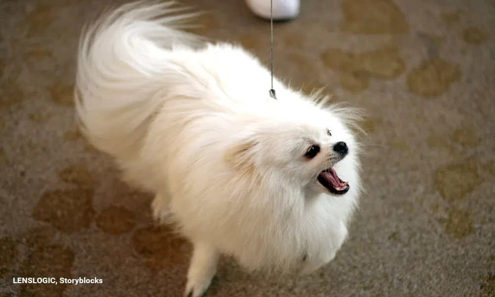 White Spitz On A Leash Joyfully Greets Its Owner