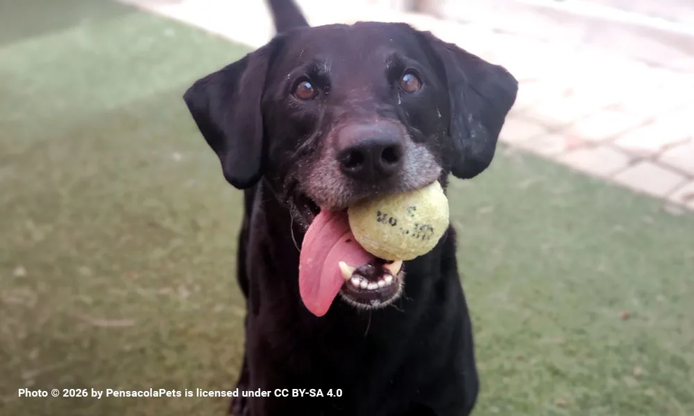 photo of a black dog with tennis ball in their mouth