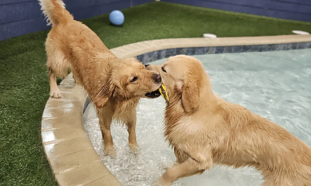Golden Retriever puppies playing indoor pool