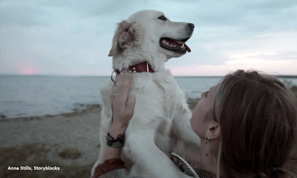 loving pet owner petting adorable Golden Retriever
