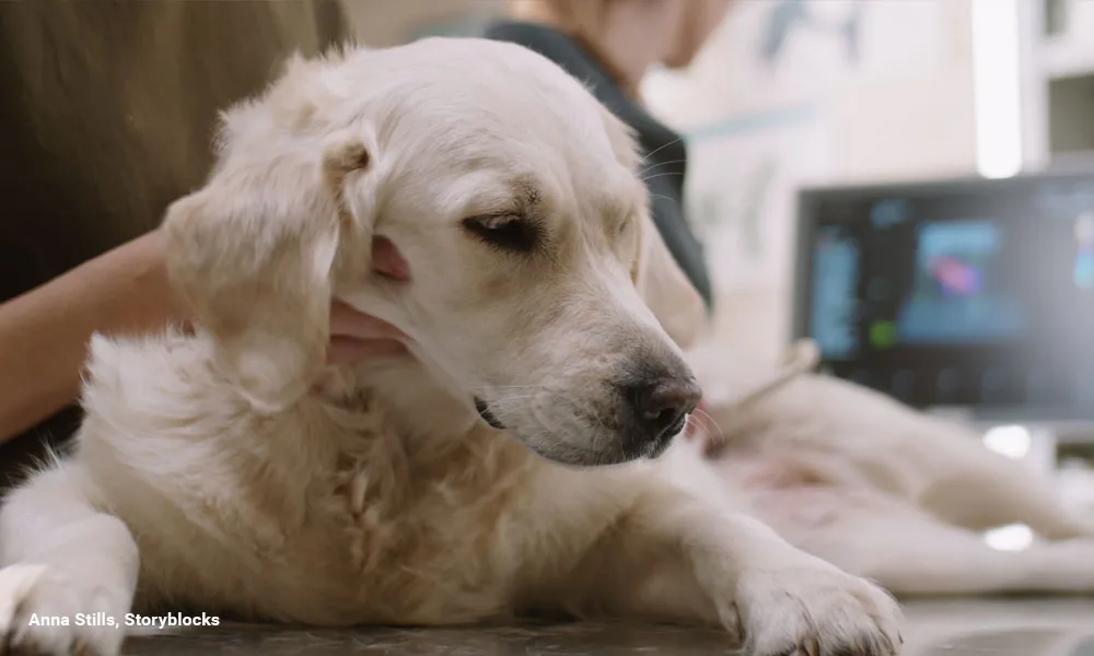 petting adorable golden retriever dog while vet is doing a scan
