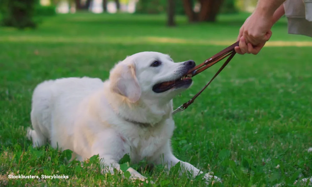 Playful Dog Hold Leash In Teeth Playing Smiling Man Pulling Rope In Park