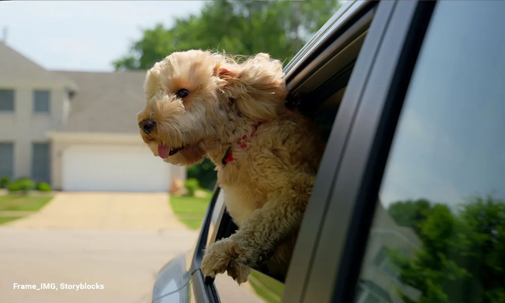Goldendoodle Dog With Curiosity Looks Out The Window Of The Car