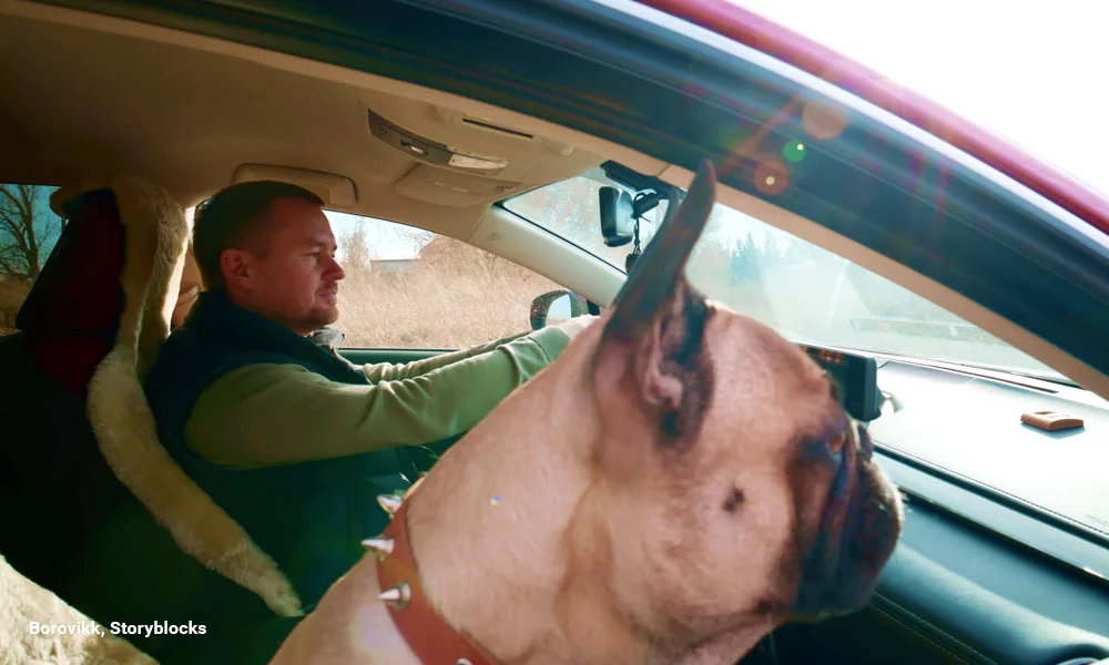 A Man And His Dog Enjoying A Scenic Drive Together In A Cozy Car On A Beautiful Sunny Day