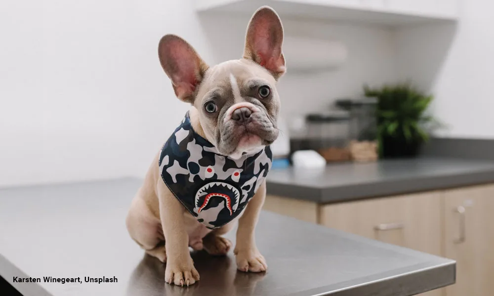 French bulldog on a vet table