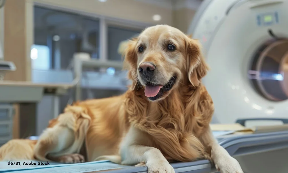 golden retriever in front of a CT scanner